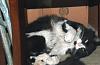 For the Cats-2013-11-21-20slyvester-202-l.jpg