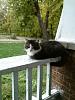 For the Cats-017.jpg