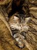 For the Cats-tuckerman-throw-3.jpg