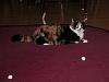 For the Cats-005-e-mail.jpg