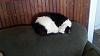 For the Cats-netsuke-butch.jpg