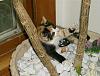 For the Cats-callie-plant-e-mail.jpg