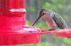 THE BIRDS (all things bird model related!)-female-hummingbird.jpg