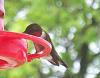 THE BIRDS (all things bird model related!)-male-hummingbird.jpg