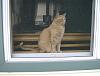 For the Cats-brumby-window.jpg