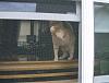 For the Cats-brumby-trying-get-me-through-window.jpg