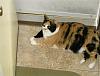 For the Cats-callie-waiting-go-walk.jpg