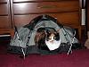 For the Cats-callie-our-cat-tent.jpg