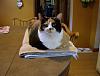 For the Cats-newest-pictures-3-087-e-mail.jpg