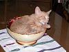 For the Cats-brumby-his-bowl-3.jpg