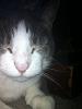 For the Cats-bella-blinked.jpg