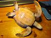 Green sea turtle-kilppari-014.jpg