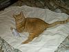 For the Cats-hpim5063-e-mail.jpg