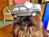 For the Cats-cat-paper-car.jpg