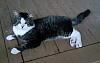 For the Cats-20150806_202549.jpg