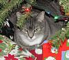 For the Cats-151224_t-chan_under-tree02.jpg