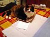 For the Cats-sam_0538-e-mail.jpg