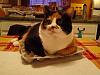 For the Cats-sam_0542-e-mail.jpg