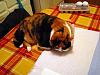 For the Cats-sam_0547-e-mail.jpg