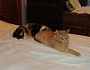 For the Cats-img_0514-e-mail.jpg