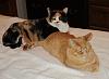 For the Cats-img_0522-e-mail.jpg