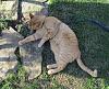 For the Cats-img_0751-e.jpg