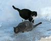 For the Cats-loral-hardy.jpg