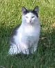 For the Cats-outside-kitty-1.jpg