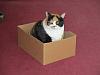 For the Cats-img_0499-e-mail.jpg