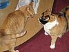 For the Cats-img_1413-e-mail.jpg