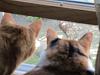 For the Cats-img_1415-e-mail.jpg