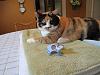 For the Cats-img_1571-e-mail.jpg