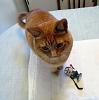 For the Cats-img_1697-e-mail.jpg