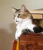 For the Cats-p1010114.jpg