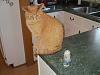 For the Cats-img_1882-e-mail.jpg