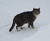 For the Cats-img_2515-e-mail.jpg