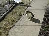 For the Cats-img_2872-e-mail.jpg