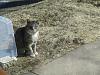 For the Cats-img_2880-e-mail.jpg