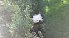 For the Cats-20140804_141238.jpg