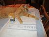 For the Cats-img_3351-e-mail.jpg