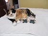 For the Cats-img_3362-e-mail.jpg
