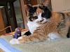 For the Cats-img_3402-e-mail.jpg