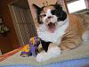 For the Cats-img_3404-e-mail.jpg