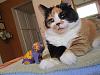 For the Cats-img_3405-e-mail.jpg