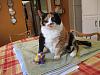 For the Cats-img_3408-e-mail.jpg