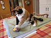 For the Cats-img_3409-e-mail.jpg