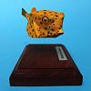 Yellow Boxfish - Ostracion cubicus / Johan Scherft / 1:1-04.jpg