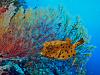 Yellow Boxfish - Ostracion cubicus / Johan Scherft / 1:1-x_10.jpg