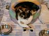 For the Cats-062.jpg