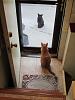 For the Cats-img_3761-e-mail.jpg